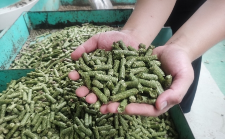河北生物質(zhì)顆粒機(jī)加工的顆粒為什么會變黑？